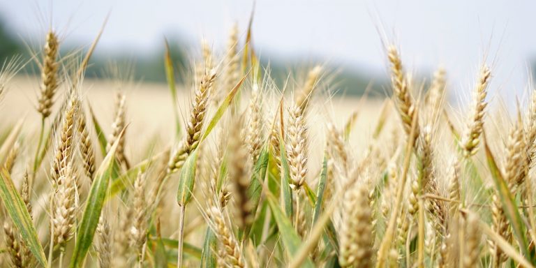 The CFTC Encourages Whistleblowers to Report Information Involving Commodities Fraud 3 Selective Focus Photography of Wheat Field, representing Commodities for the CFTC and the CFTC Whistleblower Program