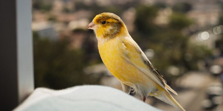 Whistleblower in a Coal Mine 1 Single Yellow Canary
