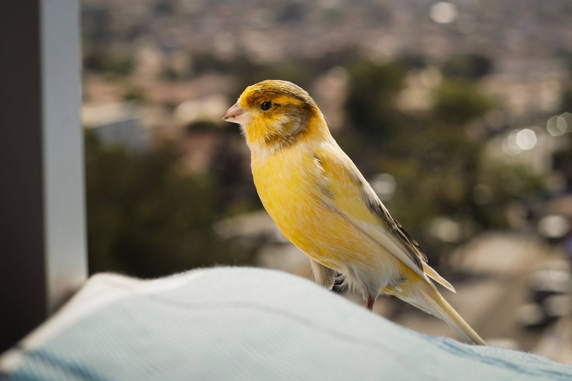 Single Yellow Canary