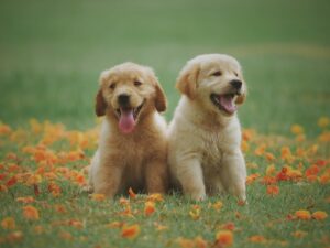 Whistleblower News 4 Cute Animals in the Grass
