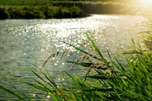 Whistleblower News 10 River and Reeds