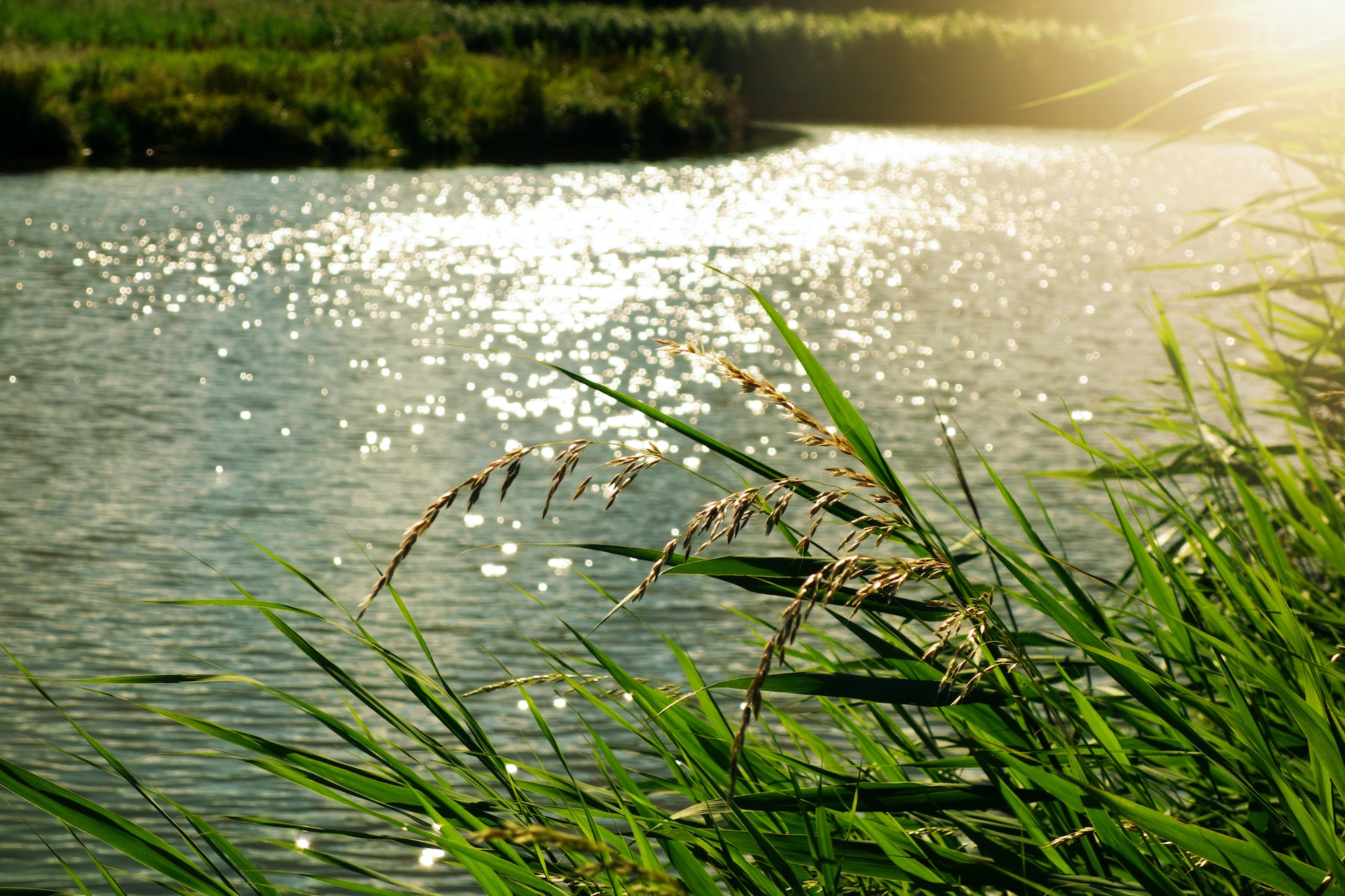 River scene with shimmering water, tall grass, and sunlight reflecting on the surface, symbolizing the River Styx from Greek mythology and its connection to themes of crossing into the underworld and the concept of payment for passage.